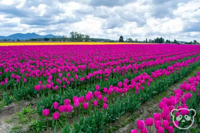 Countless rows of tulips in the tulip field. 