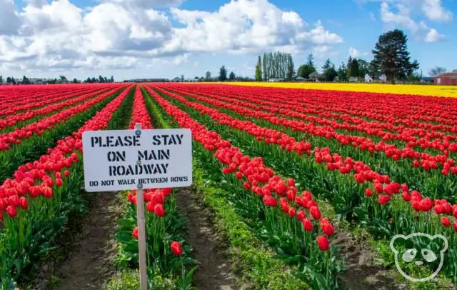 "Please stay on main roadway - do not walk between rows" sign in the foreground with rows of tulips in the field in the background.
