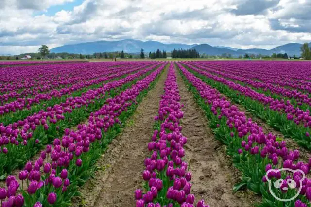 Many rows of tulips with mountains in the background.
