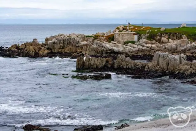 Rocky coastline views with a harbor seal on a rock. 