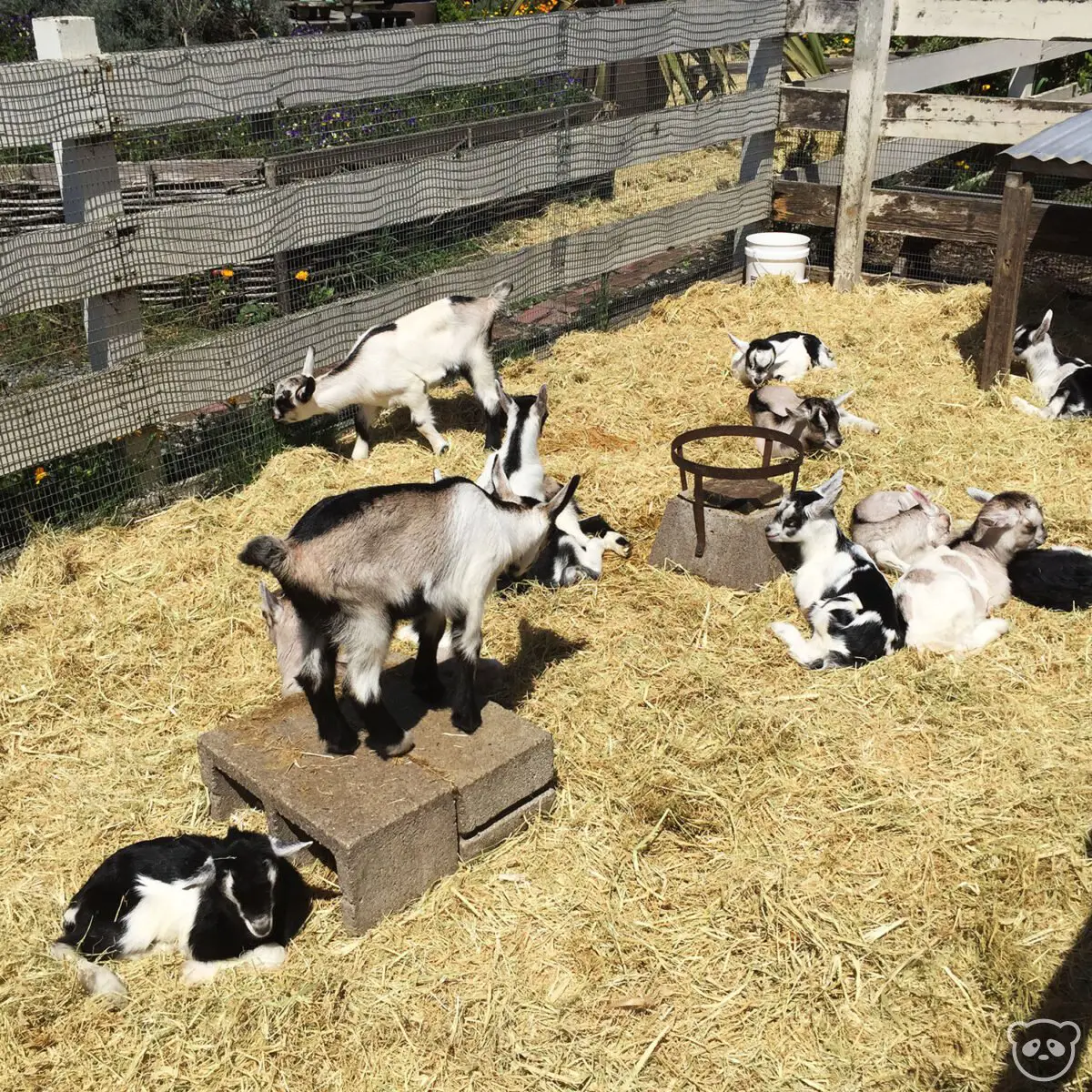 https://www.theadventuresofpandabear.com/wp-content/uploads/2018/02/harley-farm-baby-goats-in-pen-1200x1200-cropped.jpg