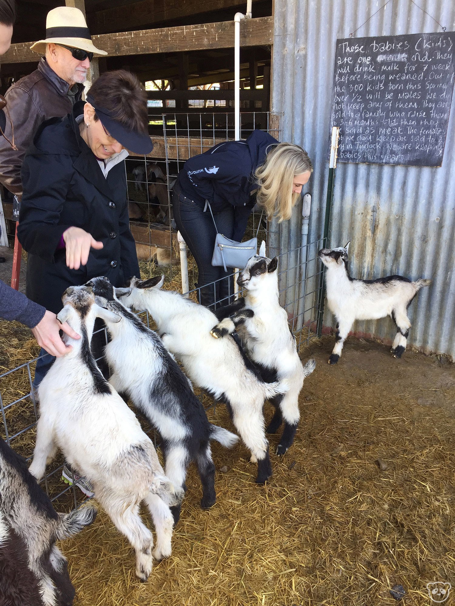 Harley Farms in Pescadero, CA See Baby Goats & Eat Goat Cheese