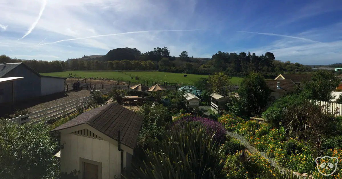 Harley Farms in Pescadero, CA See Baby Goats & Eat Goat Cheese