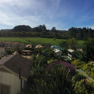 Harley Farms in Pescadero, CA: See Baby Goats & Eat Goat Cheese (Updated 2023)