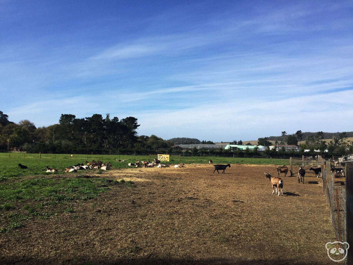 Harley Farms in Pescadero, CA See Baby Goats & Eat Goat Cheese