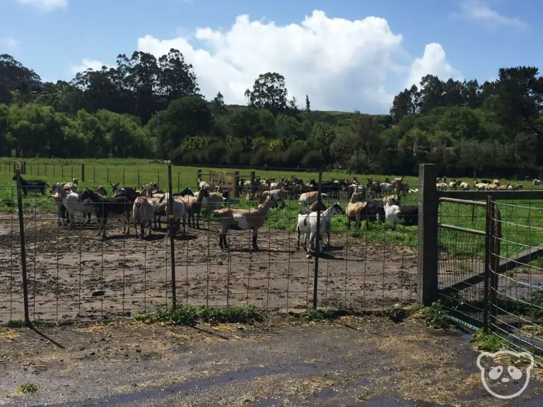 Harley Farms in Pescadero, CA See Baby Goats & Eat Goat Cheese