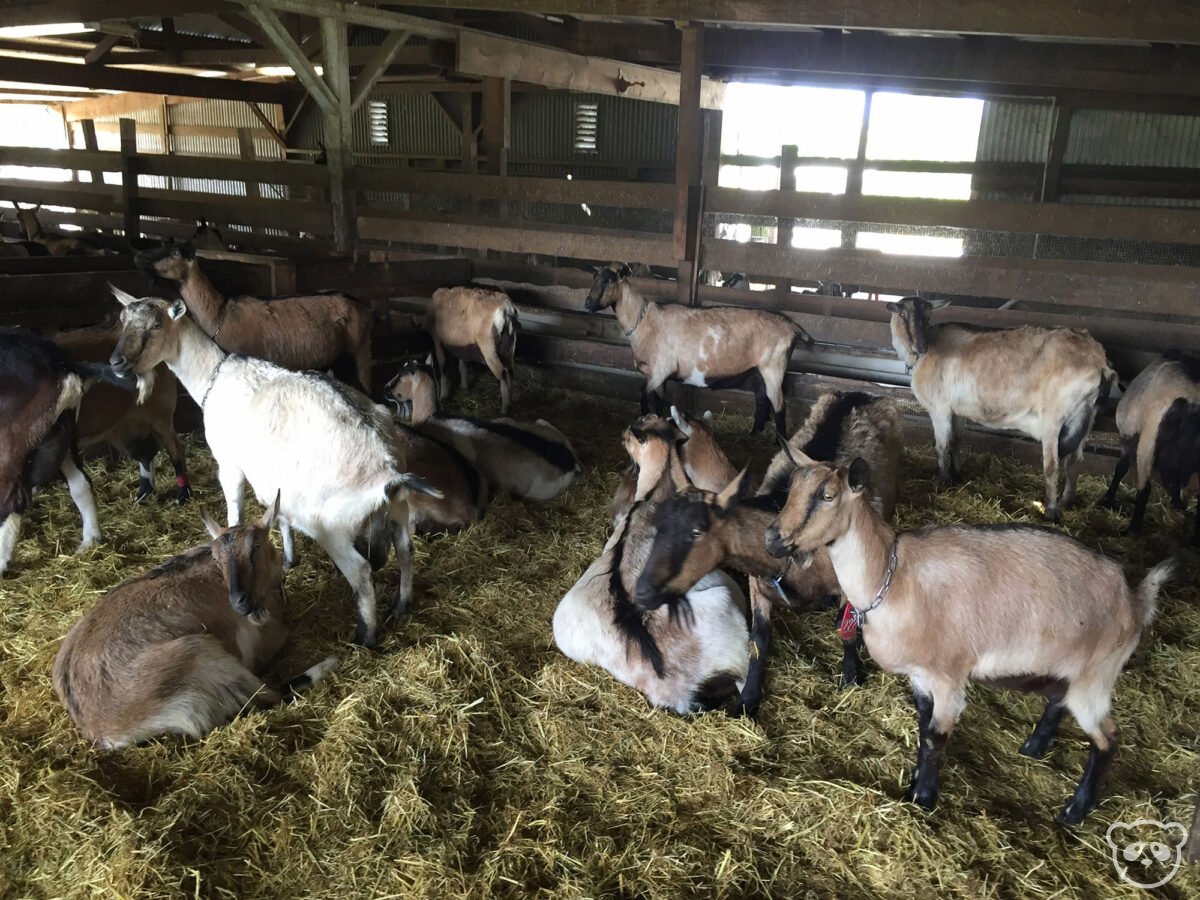 Harley Farms in Pescadero, CA See Baby Goats & Eat Goat Cheese