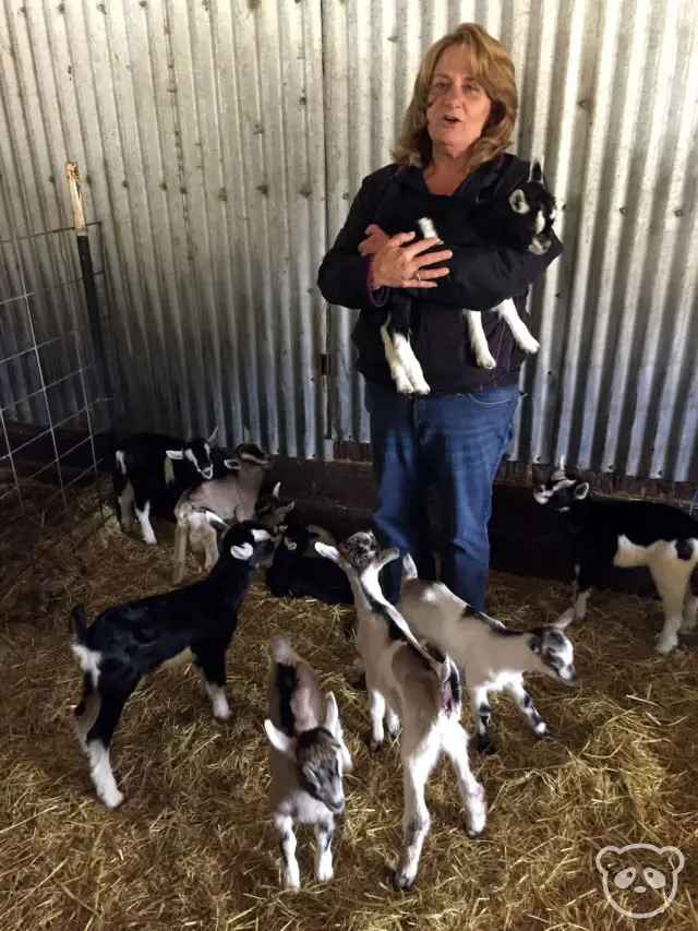 Harley Farms in Pescadero, CA See Baby Goats & Eat Goat Cheese