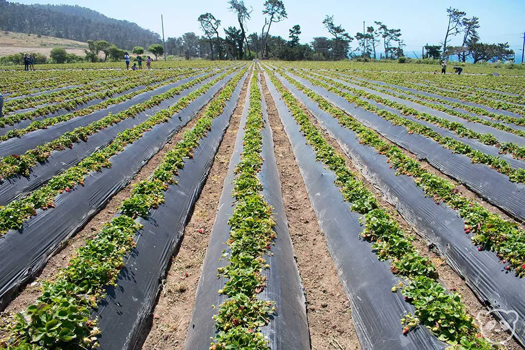 Pick Your Own Strawberries at Swanton Berry Farm in SF Bay Area