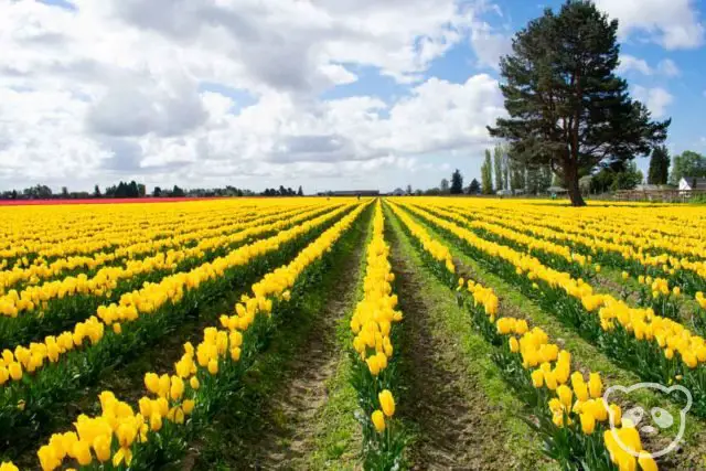 Rows of yellow tulips and a giant tree to the right of the photo.