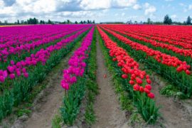 Visiting Skagit Valley Tulip Festival Near Seattle, WA: Everything You Need to Know Rows of 2 different solid colored tulips.