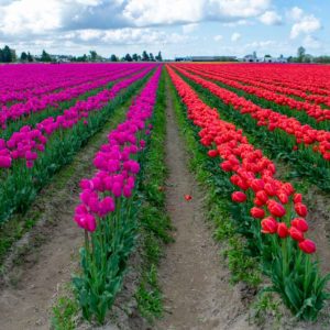 Visiting Skagit Valley Tulip Festival Near Seattle, WA: Everything You Need to Know (Updated 2024)