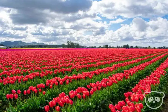 Technicolor rows of tulips in the tulip field.