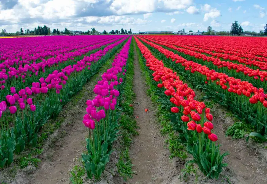 Visiting Skagit Valley Tulip Festival Near Seattle, WA: Everything You Need to Know (Updated 2022)