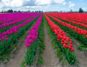 Visiting Skagit Valley Tulip Festival Near Seattle, WA: Everything You Need to Know Rows of 2 different solid colored tulips.