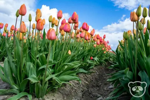 Photo taken between 2 tulip rows. 