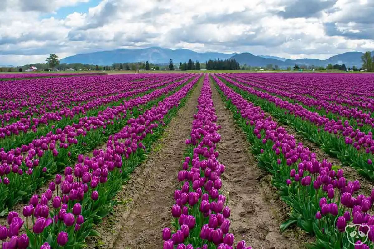 Visiting Skagit Valley Tulip Festival Near Seattle, WA Everything You