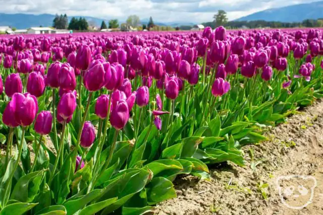 A row of fuschia tulips in the tulip field. 