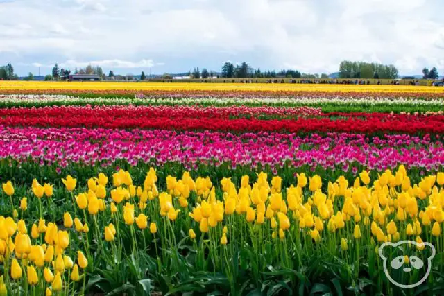 Colorful horizontal rows of tulips in the tulip field.