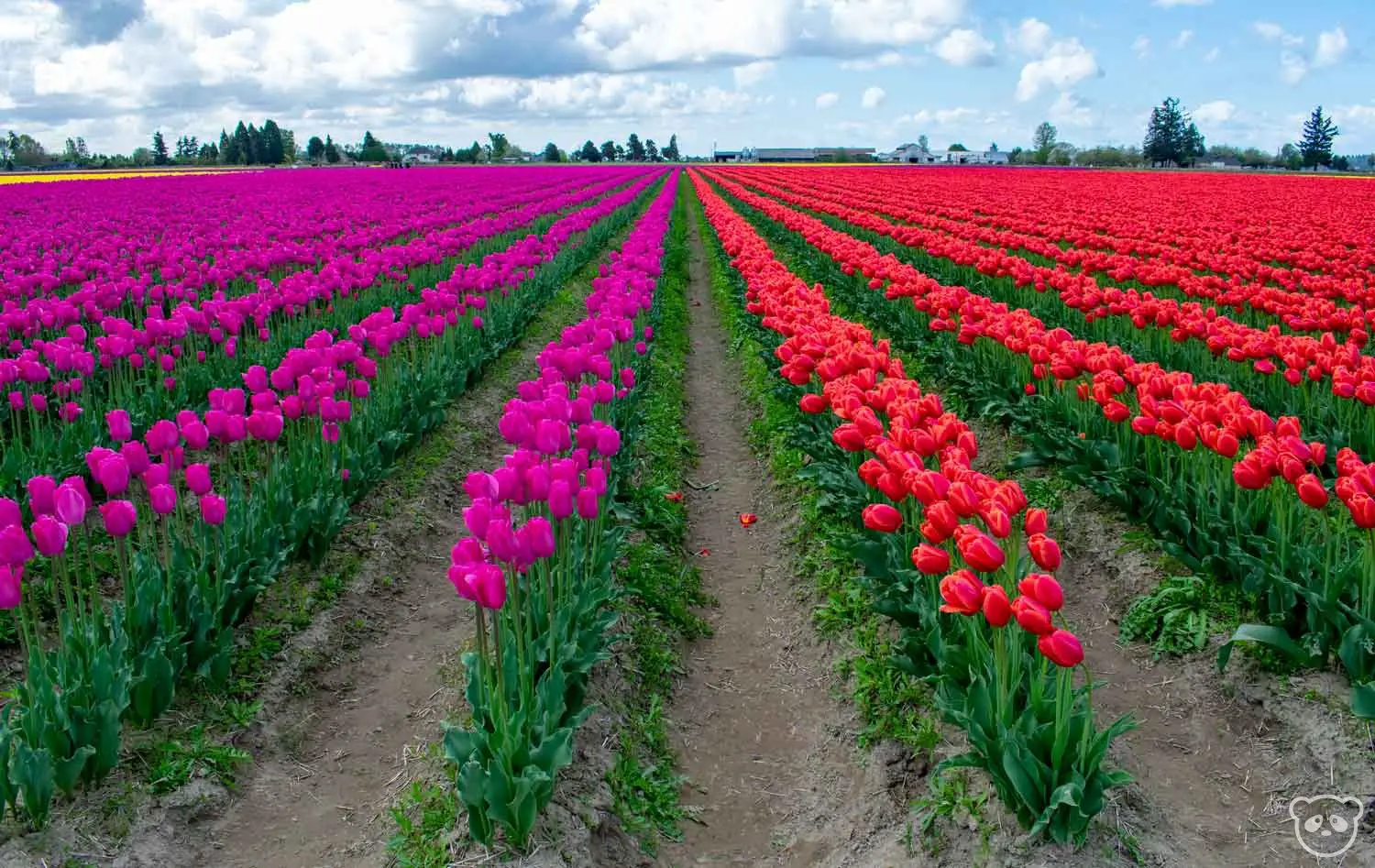 Rows of 2 different solid colored tulips.