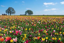Tulip Fields at Wooden Shoe Tulip Festival Near Portland, Oregon