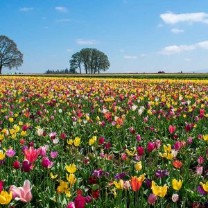 Tulip Fields at Wooden Shoe Tulip Festival Near Portland, Oregon (Updated 2022)