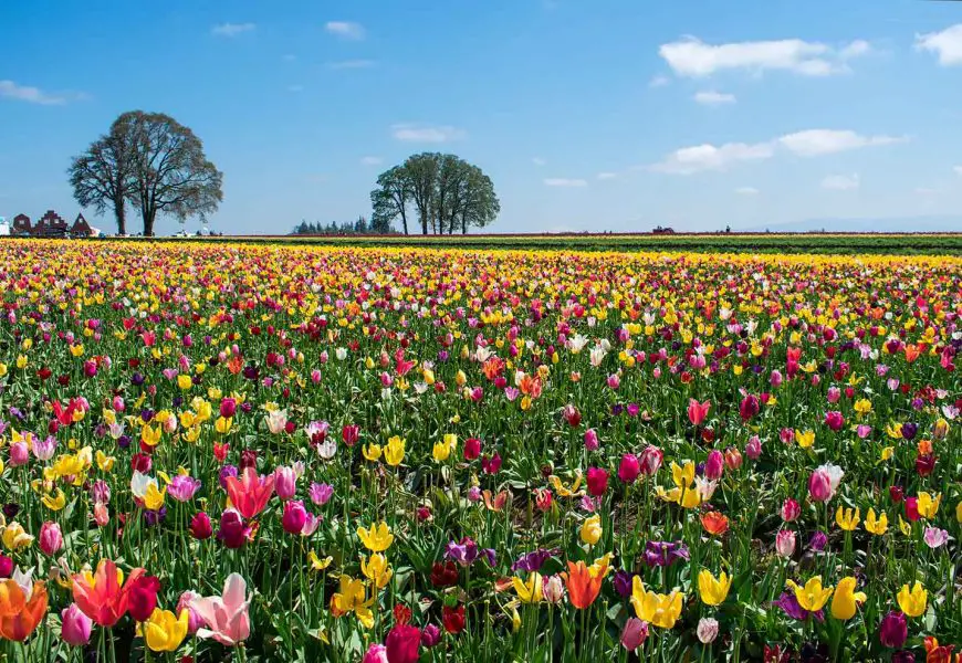 Tulip Fields at Wooden Shoe Tulip Festival Near Portland, Oregon (Updated 2023)