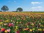 Tulip Fields at Wooden Shoe Tulip Festival Near Portland, Oregon