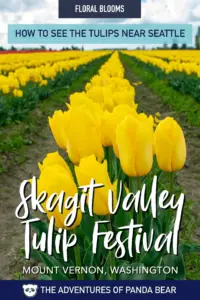 Everything you need to know about visiting Skagit Valley Tulip Festival. How to plan your visit to Skagit Valley in Mount Vernon, Washington. This guide includes the best time to visit, where to see tulips, and where to eat in the Skagit Valley area. Tulip Festivals | Tulips in the Pacific Northwest | Tulip Fields | Tulip Festival near Seattle Washington | Skagit Valley Tulip Festival Travel Tips | Skagit Valley Washington | #Washington #Seattle #USATravel #TravelUSA #Tulips #ThAdvofPndaBear