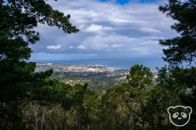 View of the bay from behind trees. 