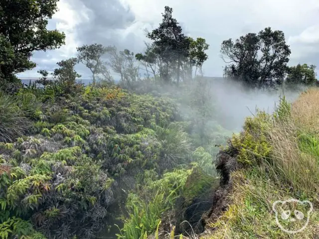 Steam rising from grasses and bushes. 