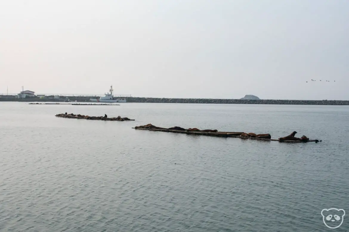 Two groups of sea lions sleeping on platforms in Crescent City harbor. 