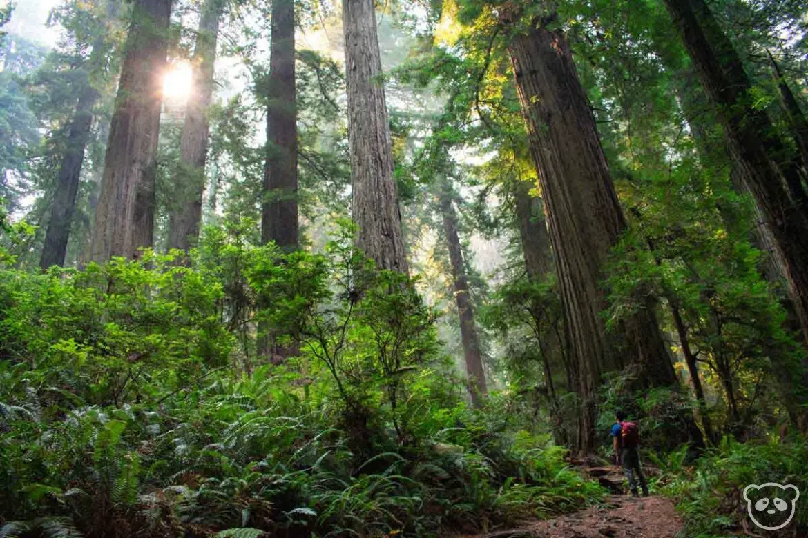 A man looking towards the sun between redwood trees on the Damnation Creek Trail in Del Norte Coast Redwoods State Park.