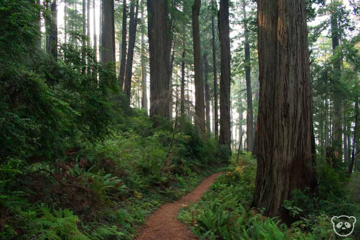 Ferns and redwoods along the Damnation Creek Trail.