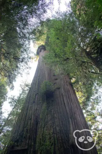 Looking up at the trunk of the Boy Scout Tree. 