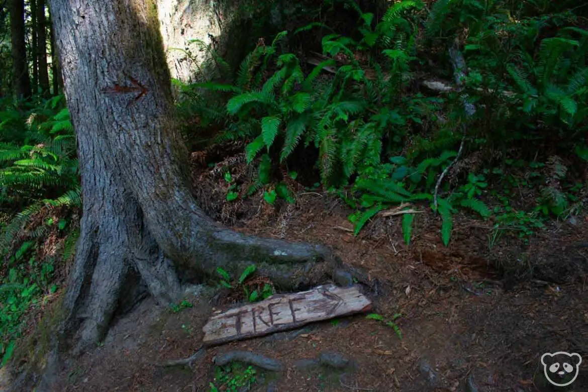 Signs pointing to the Boy Scout Tree along the trail. 