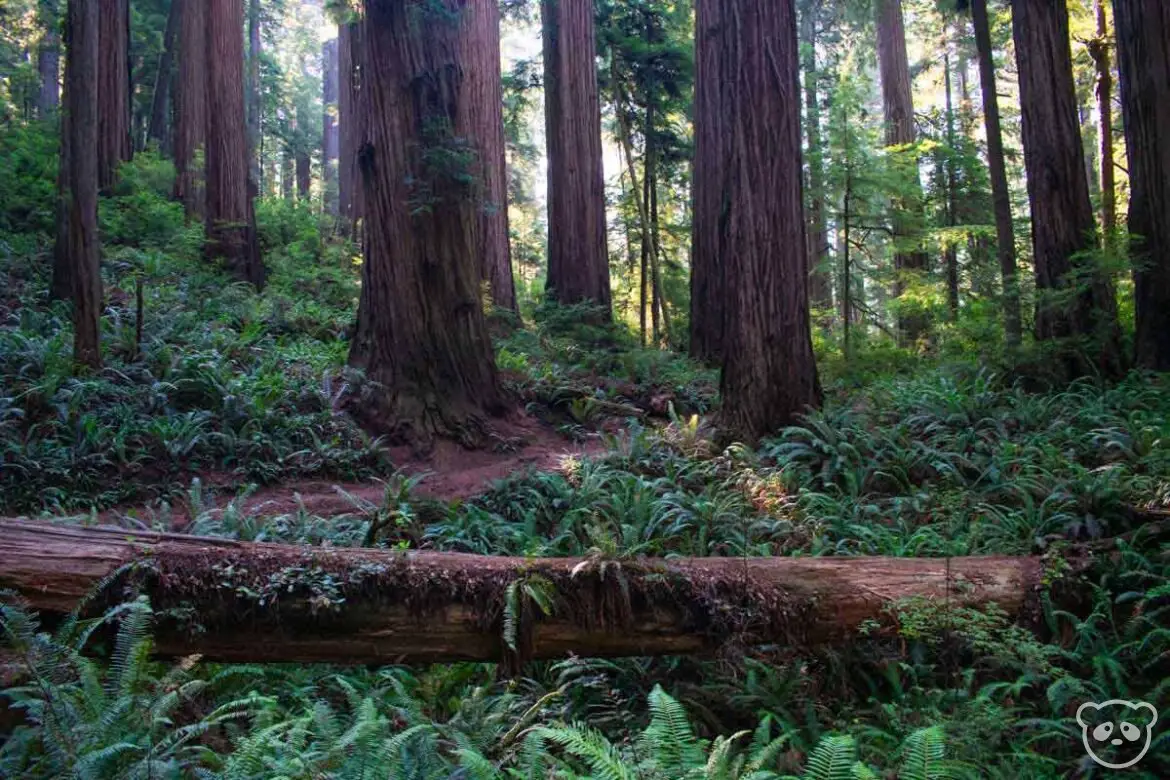 Fallen tree on top of ferns in the foreground and a hiking trail with redwood tree trunks and more ferns in the background. 