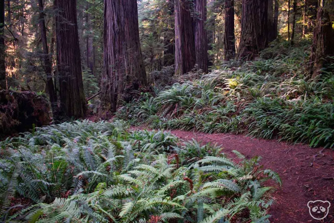 Hiking trail running through a carpet of lush ferns with redwood tree trunks in the background. 