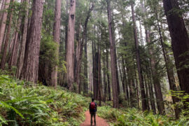 Man in the middle of a hiking trail surrounded by redwood forests.