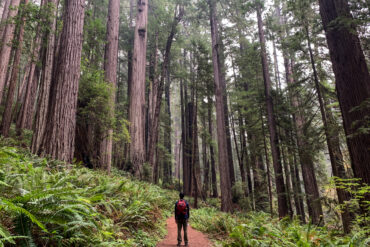 Redwoods National Park Hiking Itinerary in 4 Days – Recommended Hikes & How to Visit Man in the middle of a hiking trail surrounded by redwood forests.