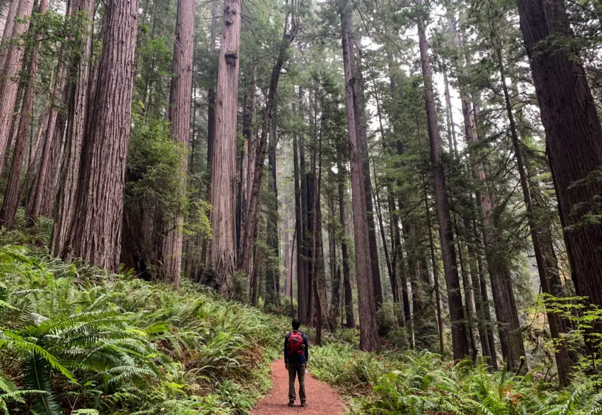 Redwoods National Park Hiking Itinerary in 4 Days – Recommended Hikes & How to Visit