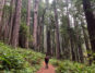 Redwoods National Park Hiking Itinerary in 4 Days – Recommended Hikes & How to Visit Man in the middle of a hiking trail surrounded by redwood forests.