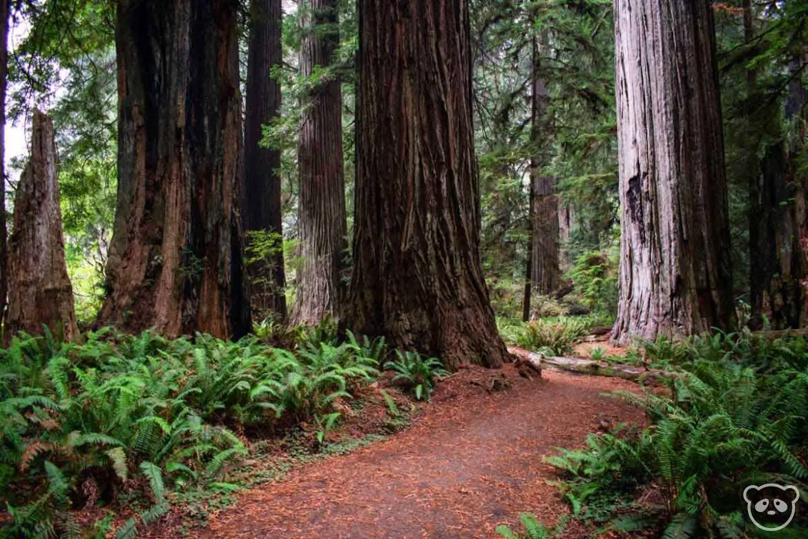 Redwood forest and ferns with the Cathedral Trees & Karl Knapp Trail path running in between. 