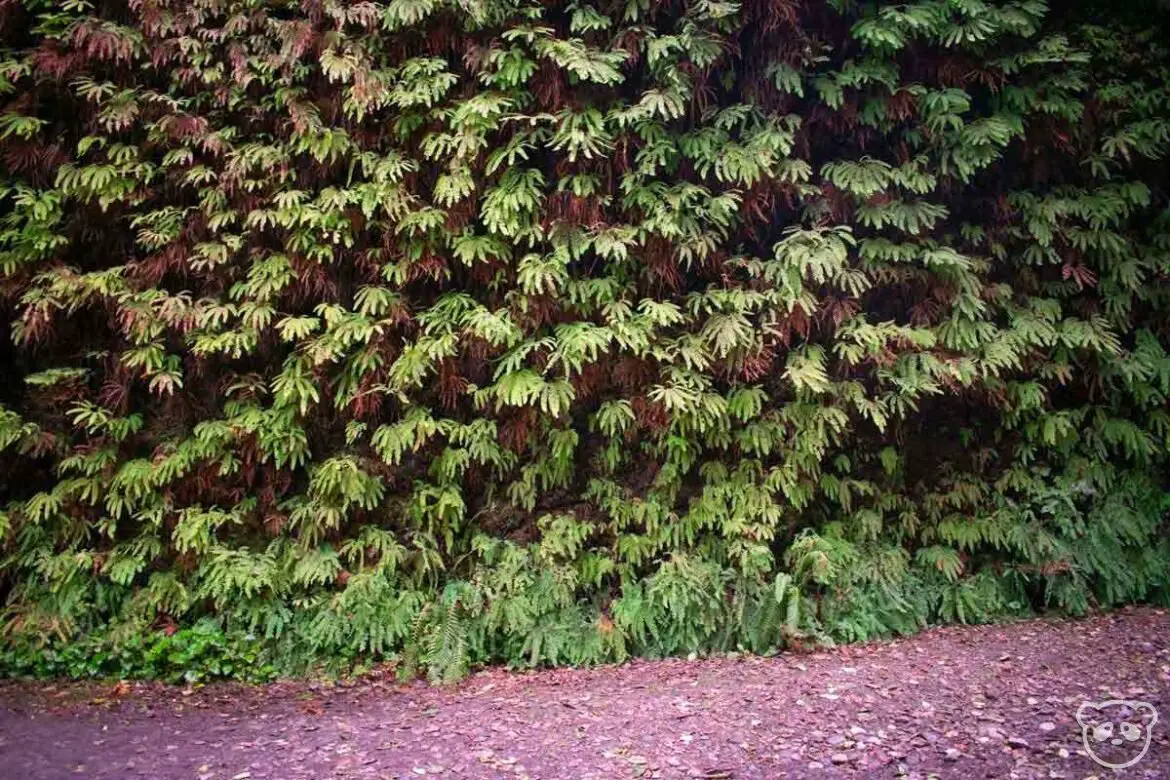 Closer view at a fern filled wall within Fern Canyon in Prairie Creek Redwoods State Park.