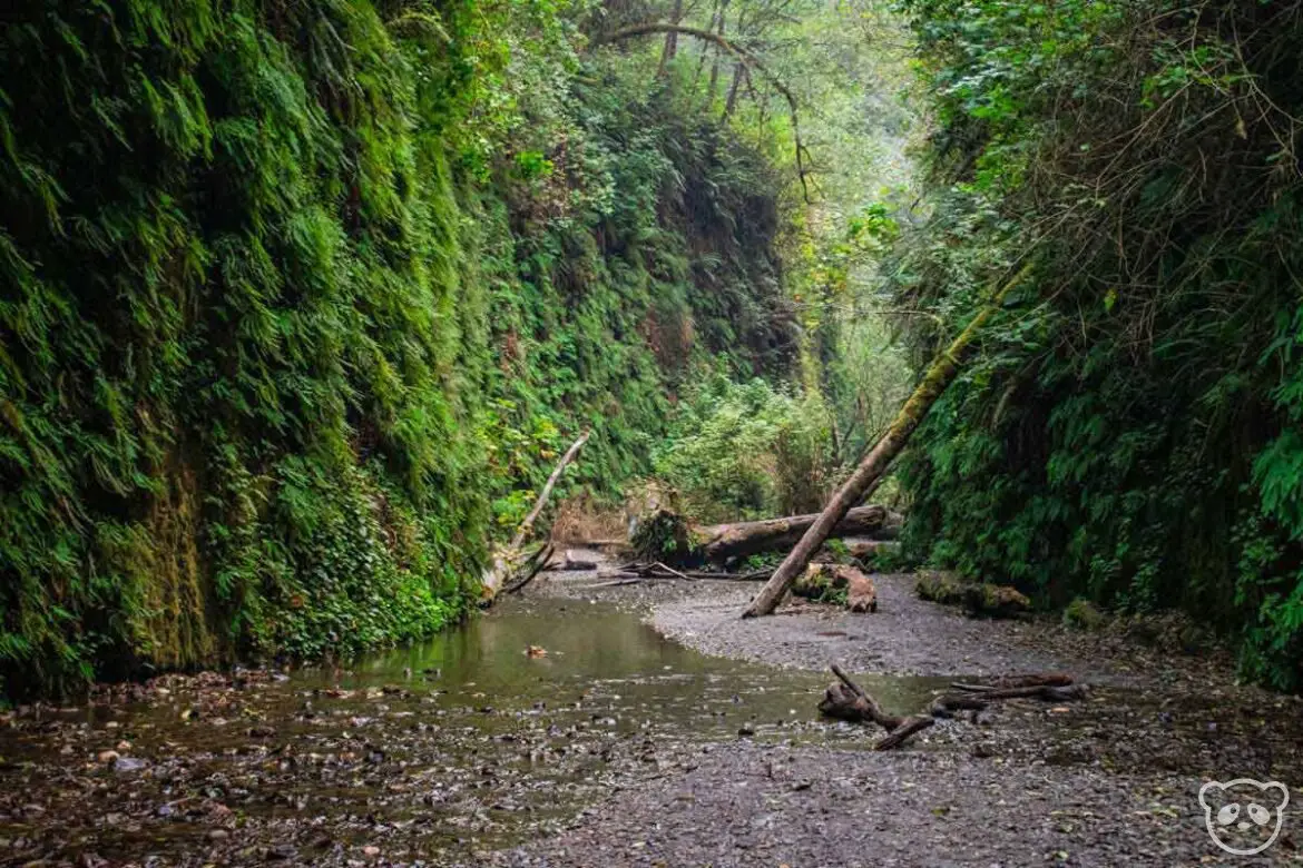 View of the Fern Canyon Loop Trail of Prairie Creek Redwoods State Park looking down through the canyon at the fallen trees. 