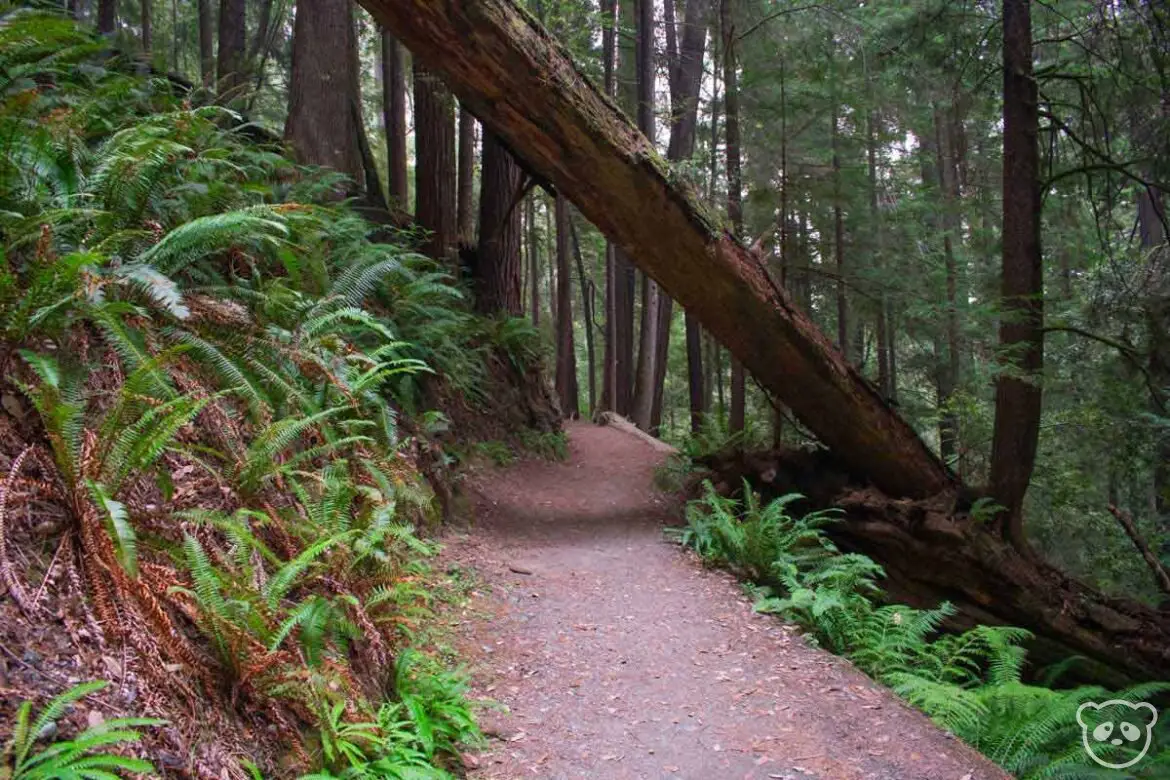 Fallen tree trunk hanging over the Tall Trees Grove Trail pathway in Redwoods National Park.