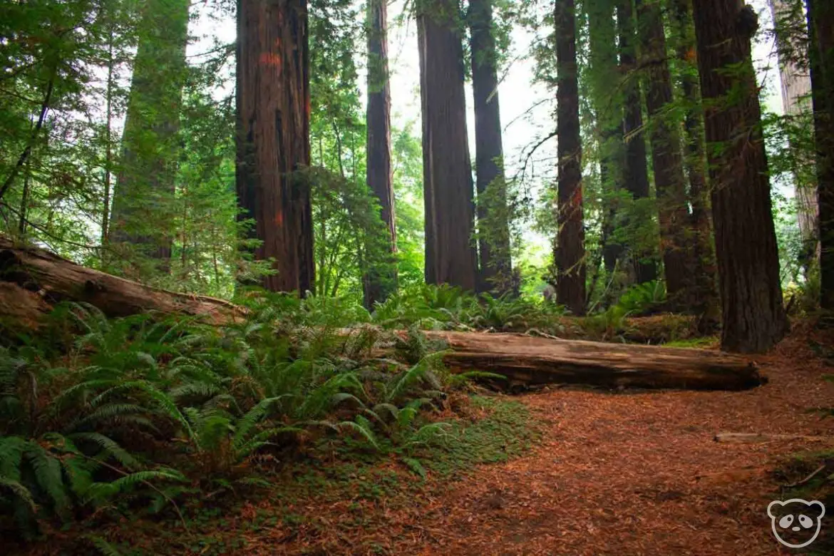 Fallen redwood tree in the redwood forest in Redwoods National Park.