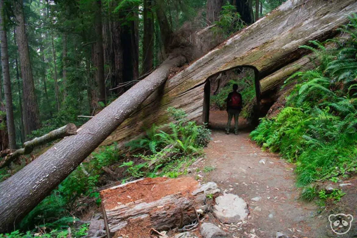 A man walking through a tree tunnel on the Tall Trees Trail in Redwoods National Park.