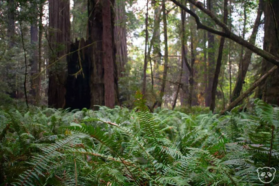 Ferns in the foreground with a burnt out redwood trunk in the forest in the background. 