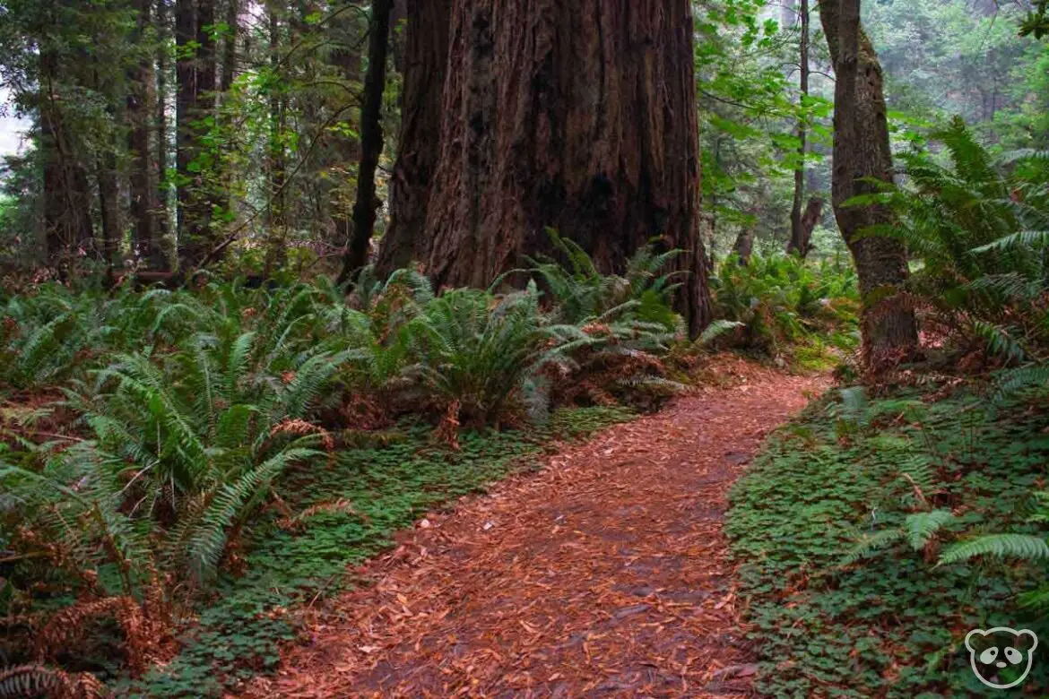 Redwood trees, ferns, and redwood sorrel line the Tall Trees Grove Trail in Redwood National Park.